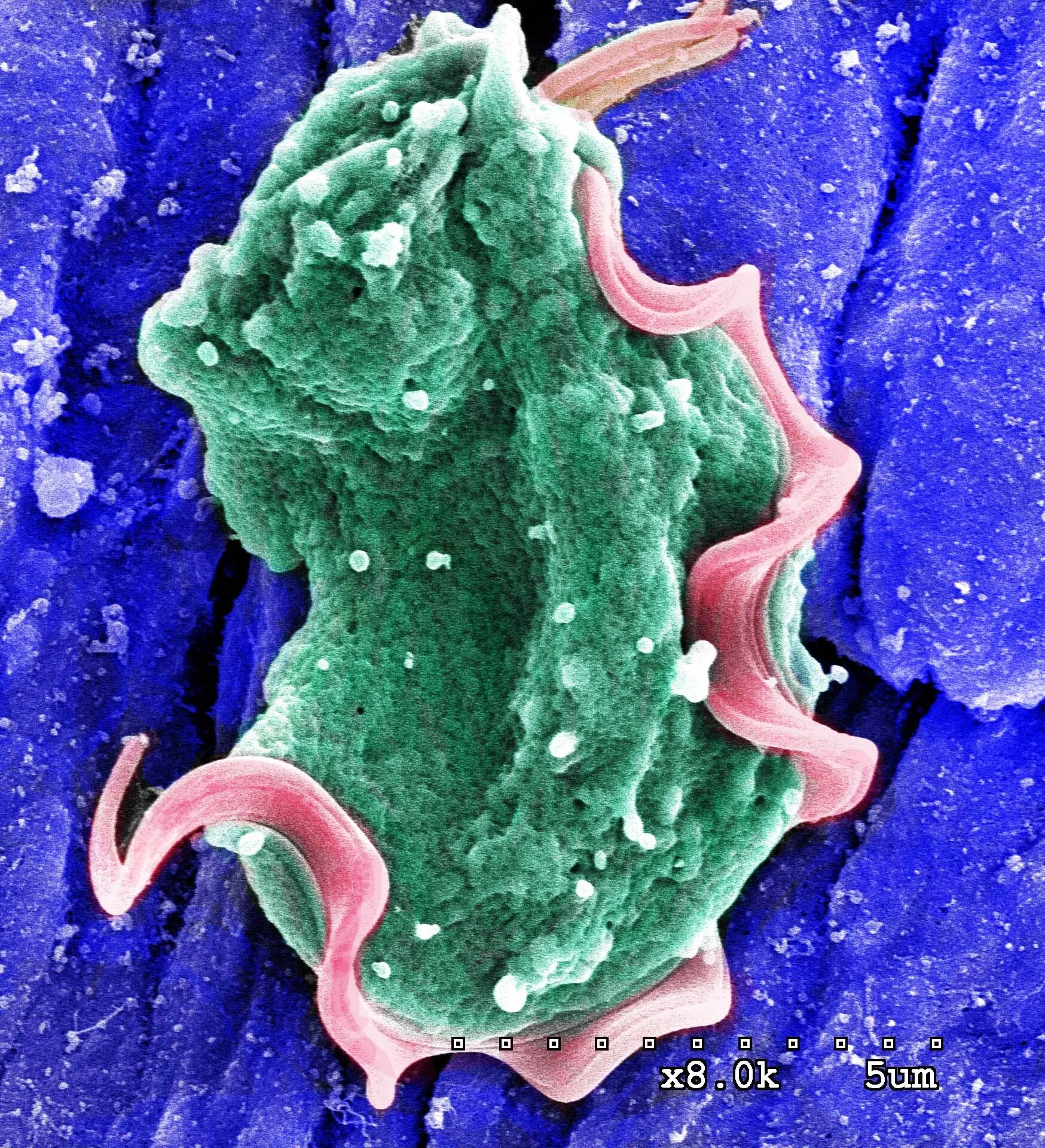 Tmu_Burrows et al_MORTHA