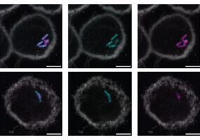 MIT_TB-Glycans-01-press_0